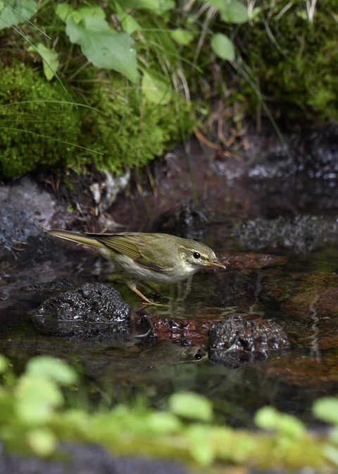 メボソムシクイ7364