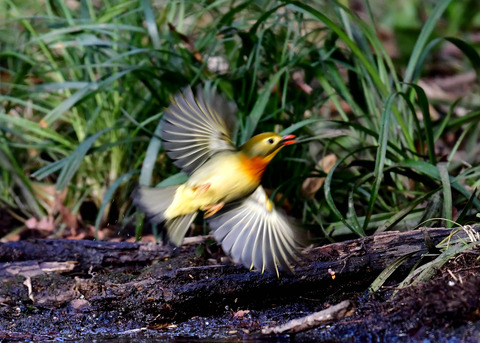 飛ぶ・ソウシチョウ2579