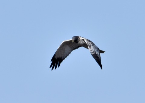 チュウヒ大陸型0102