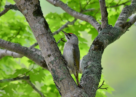 ヤマゲラ1586
