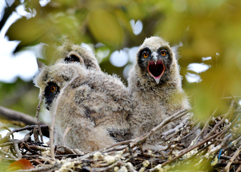 トラフズクのヒナ④7091