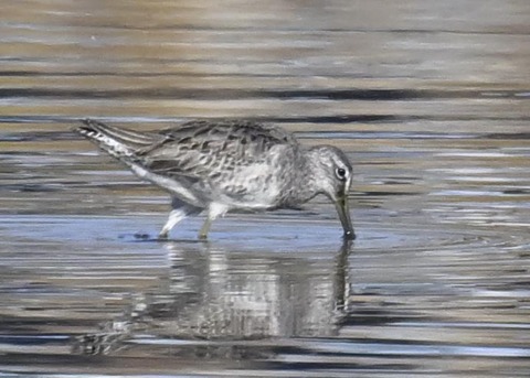 オオハシシギ2700