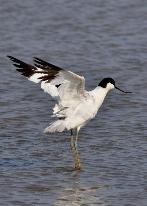 ソリハシセイタカシギ9786