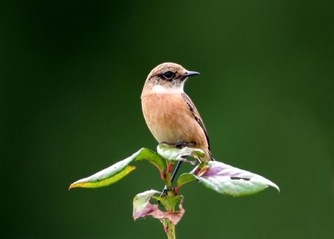 ノビタキ♀冬羽3886