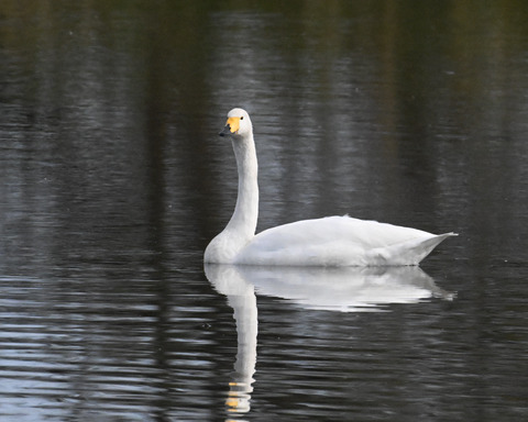 オオハクチョウ4465