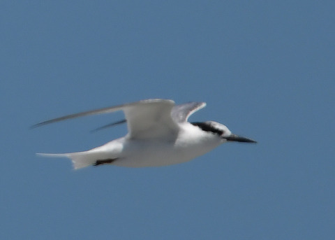 飛ぶ・コアジサシ3778