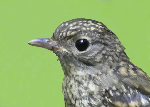 オオルリ♂幼鳥9002