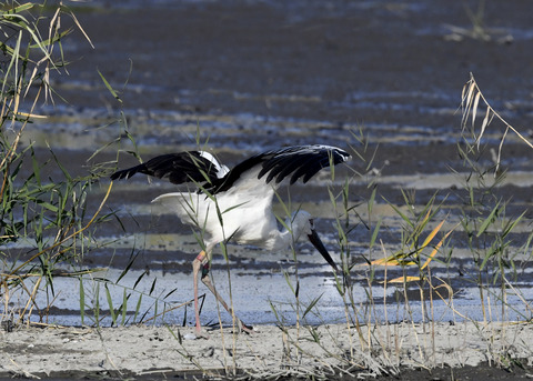 コウノトリ(J0189)6383