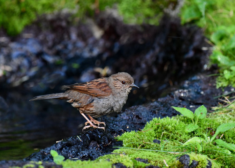 カヤクグリ4543