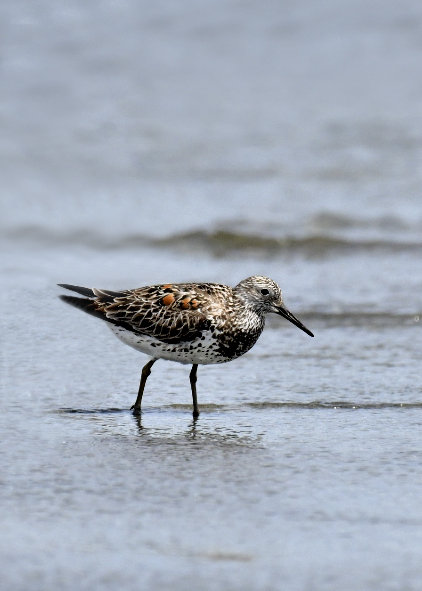 オバシギ夏羽7638