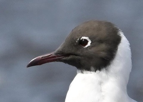 ユリカモメ6002(6563)