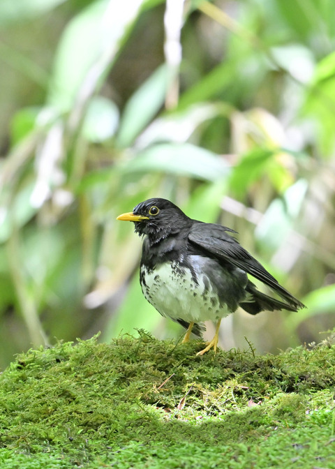 クロツグミ♂0183