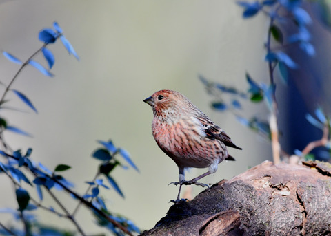 オオマシコ若鳥8934