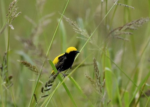 オウゴンチョウ♂2280