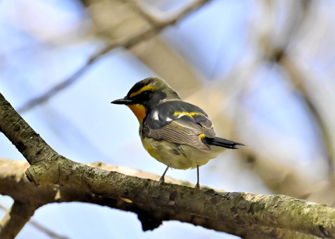 キビタキ♂第一回夏羽3406