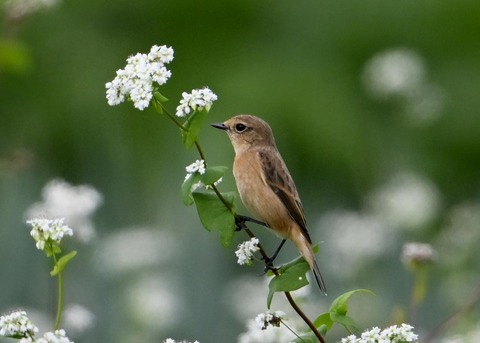 ノビタキ♀4024
