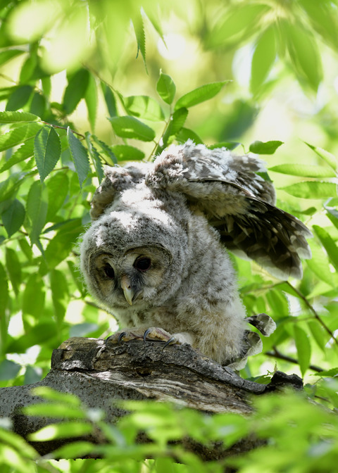 フクロウのヒナ1578