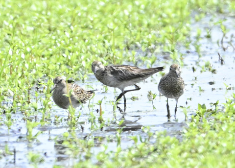 ウズラシギ夏羽後期0453