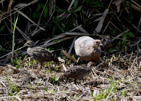 キジの親子4563○