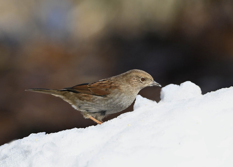 カヤクグリ4788