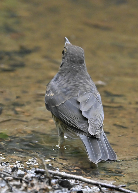 クロツグミ♂幼鳥0385