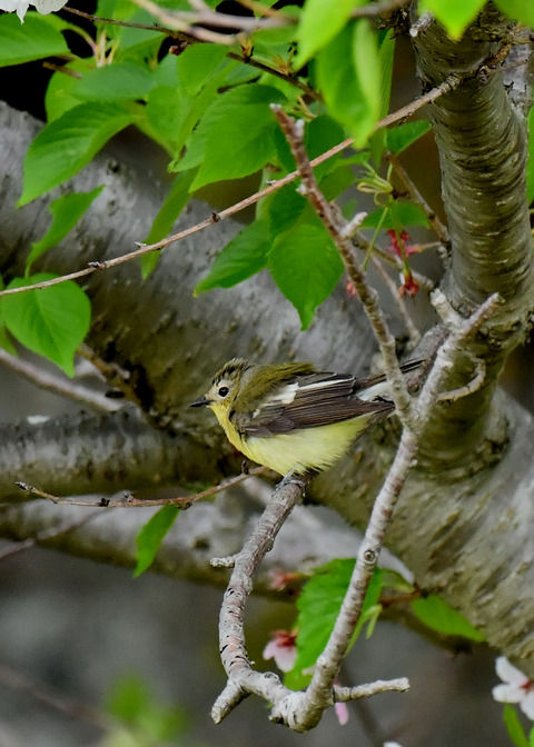 マミジロキビタキ♀6827