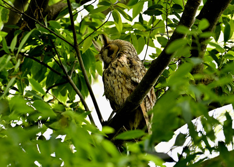 トラフズク♂2379