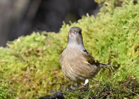 オオカワラヒワ8185