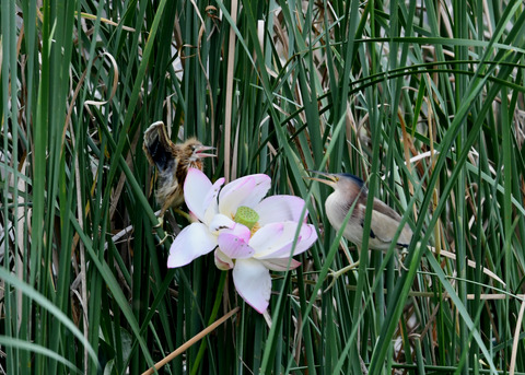 ヨシゴイの親子3323
