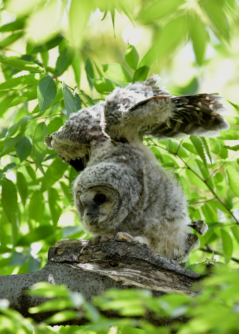 フクロウのヒナ1580