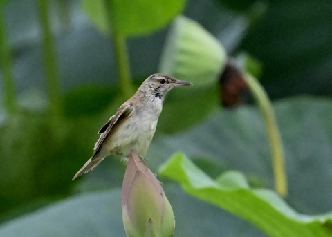 オオヨシキリ1624