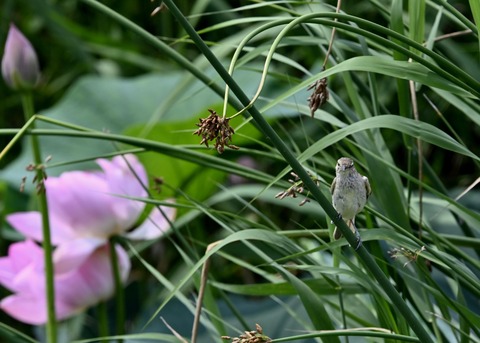 オオヨシキリ幼鳥8414