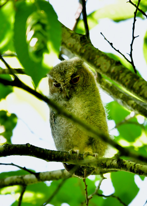 オオコノハズクのヒナ①3092