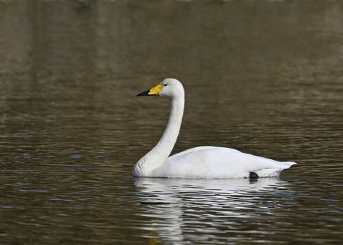 オオハクチョウ0744