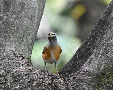 マミチャジナイ2537