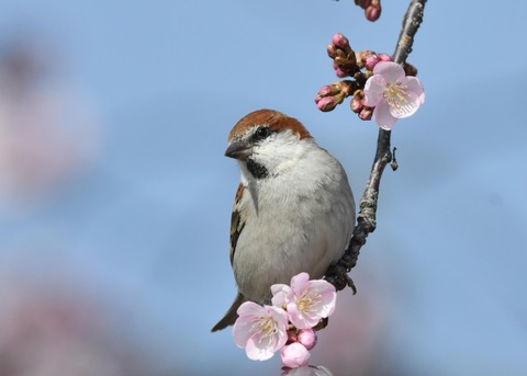 ニュウナイスズメ9473