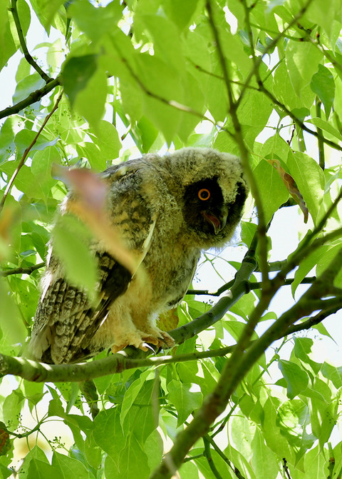 トラフズクのヒナ③9452