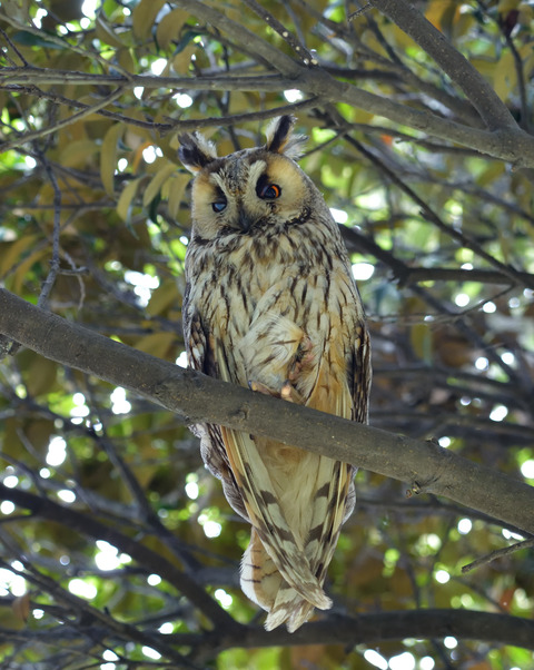 トラフズク♂8457