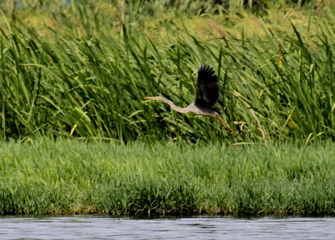 ムラサキサギ6621