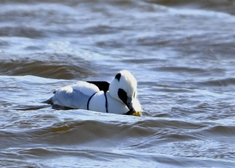 ミコアイサ♂9218