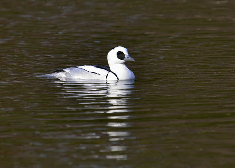 ミコアイサ♂0230◎