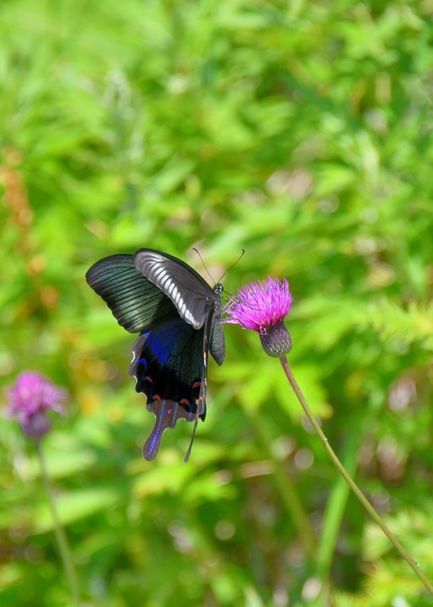 ミヤマカラスアゲハ♂1257