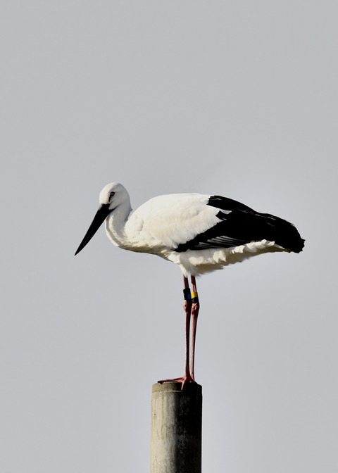 コウノトリ(ひかる)7269