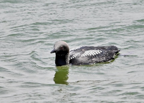 シロエリオオハム3100