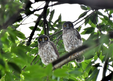 アオバズクのヒナ6554