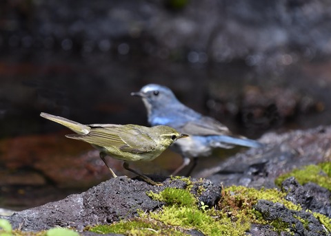 メボソムシクイ8144