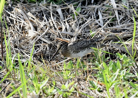 チュウジシギ3199