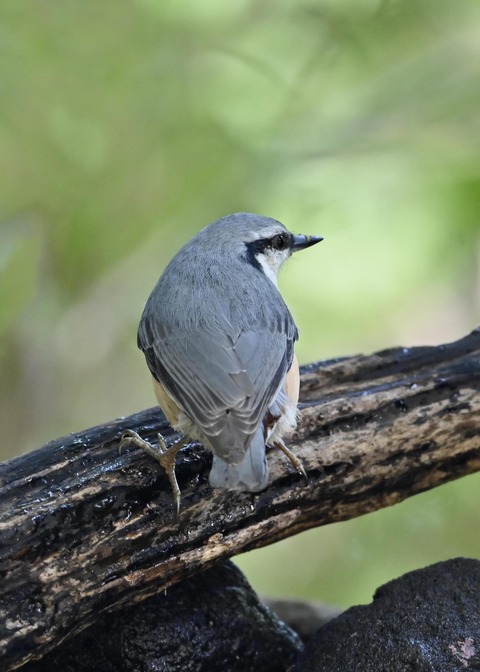 ゴジュウカラ2230