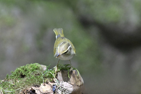 センダイムシクイ2323 (2)