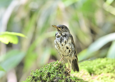 クロツグミ♂幼鳥5594